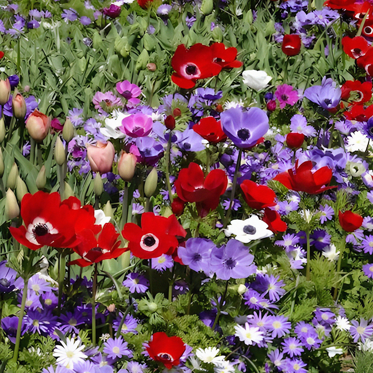Anemoon de Caen - Mix - Anemone coronaria de Caen - Bakker