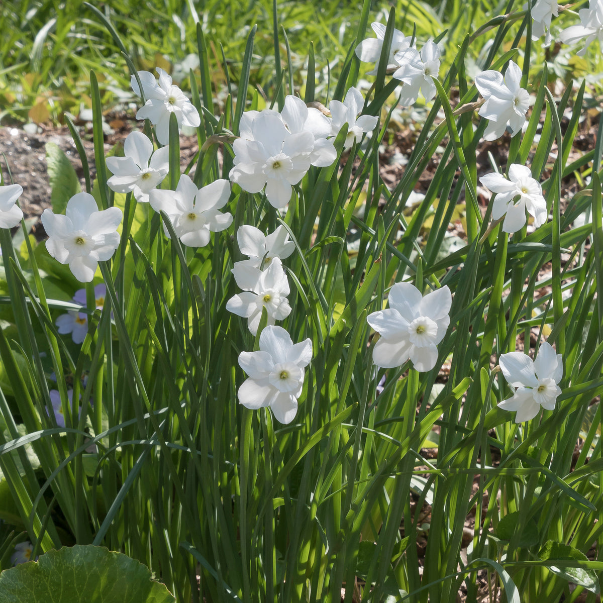 Mini-narcissen Princess Zaide (x5) - Narcissus 'princess zaide' - Bakker
