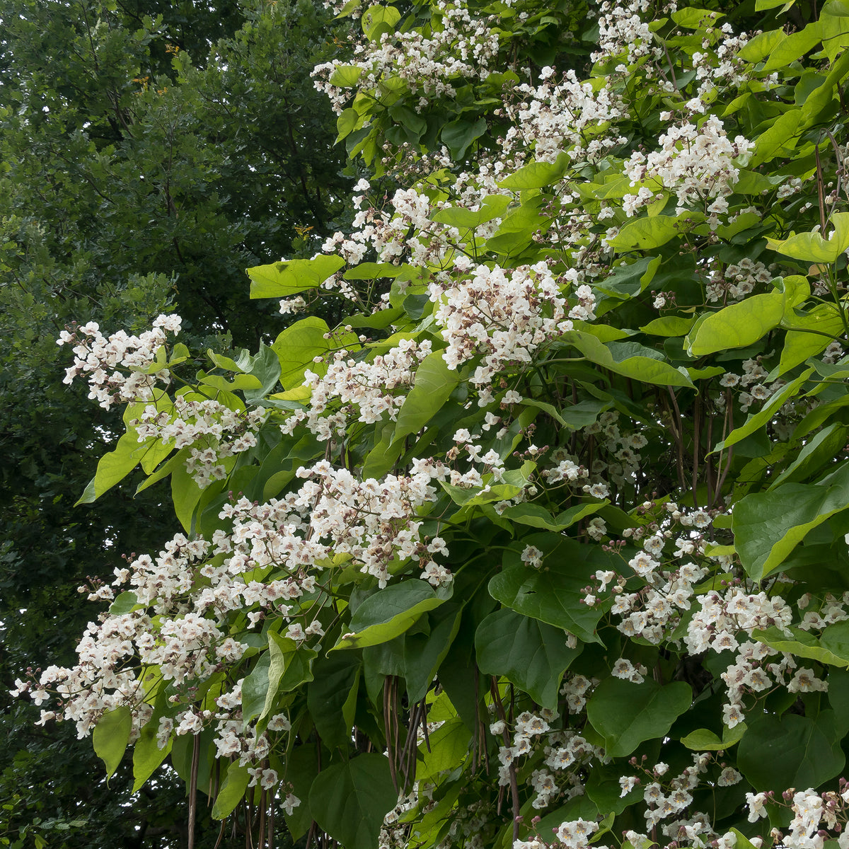 Catalpa - Trompetboom - Catalpa - Bakker