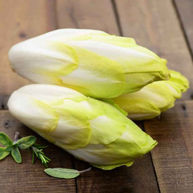 Witlof - Cichorium intybus witloof normale (sélection maraîchère) (60 g) - Bakker