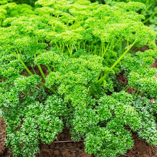 Aromatische collectie #2 - Collection de 6 aromatiques - Bakker