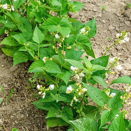 Sperzieboon 'Braemar' - Phaseolus vulgaris braimar - Bakker
