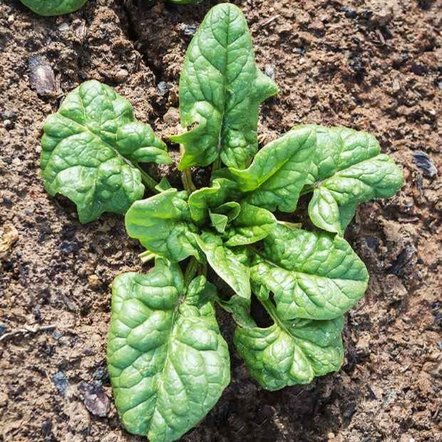 Spinazie 'Monstrueux de Viroflay' - Spinacia oleracea monstrueux de viroflay - Bakker