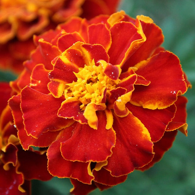 Afrikaantje 'Rusty Red' - Tagetes patula rusty red - Bakker