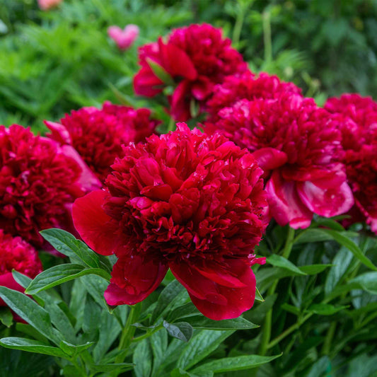 Pioenroos 'Red Charm' - Paeonia lactiflora x red charm - Pioenrozen