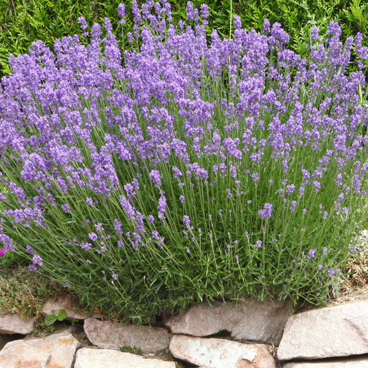 Lavendel 'Grosso' - Lavandula angustifolia Grosso - Lavendel