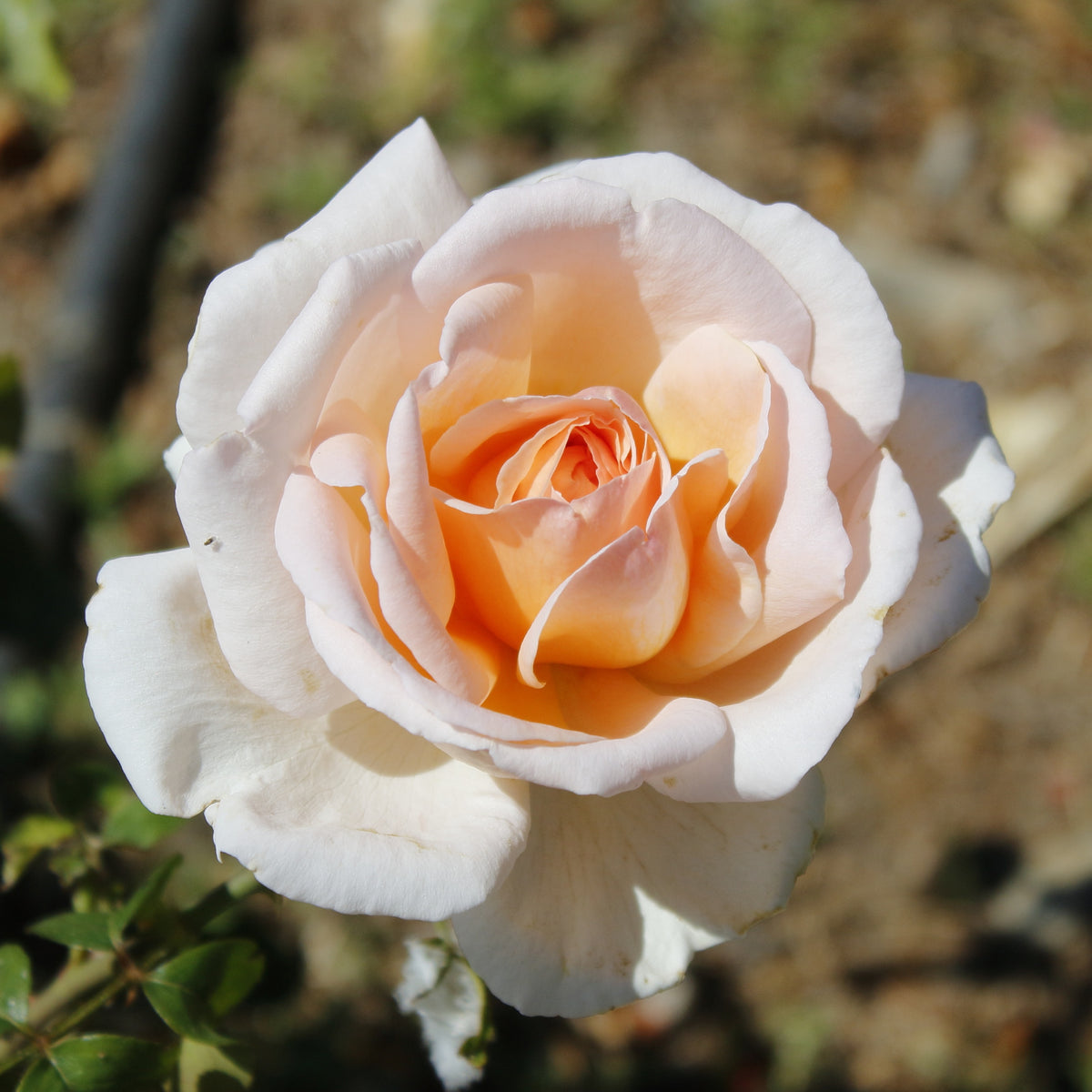 Roos 'Malaga' - Bakker