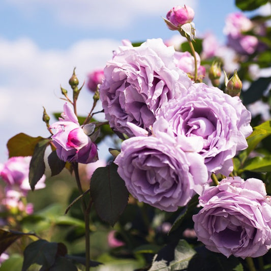 Klimroos 'Indigoletta' - Bakker