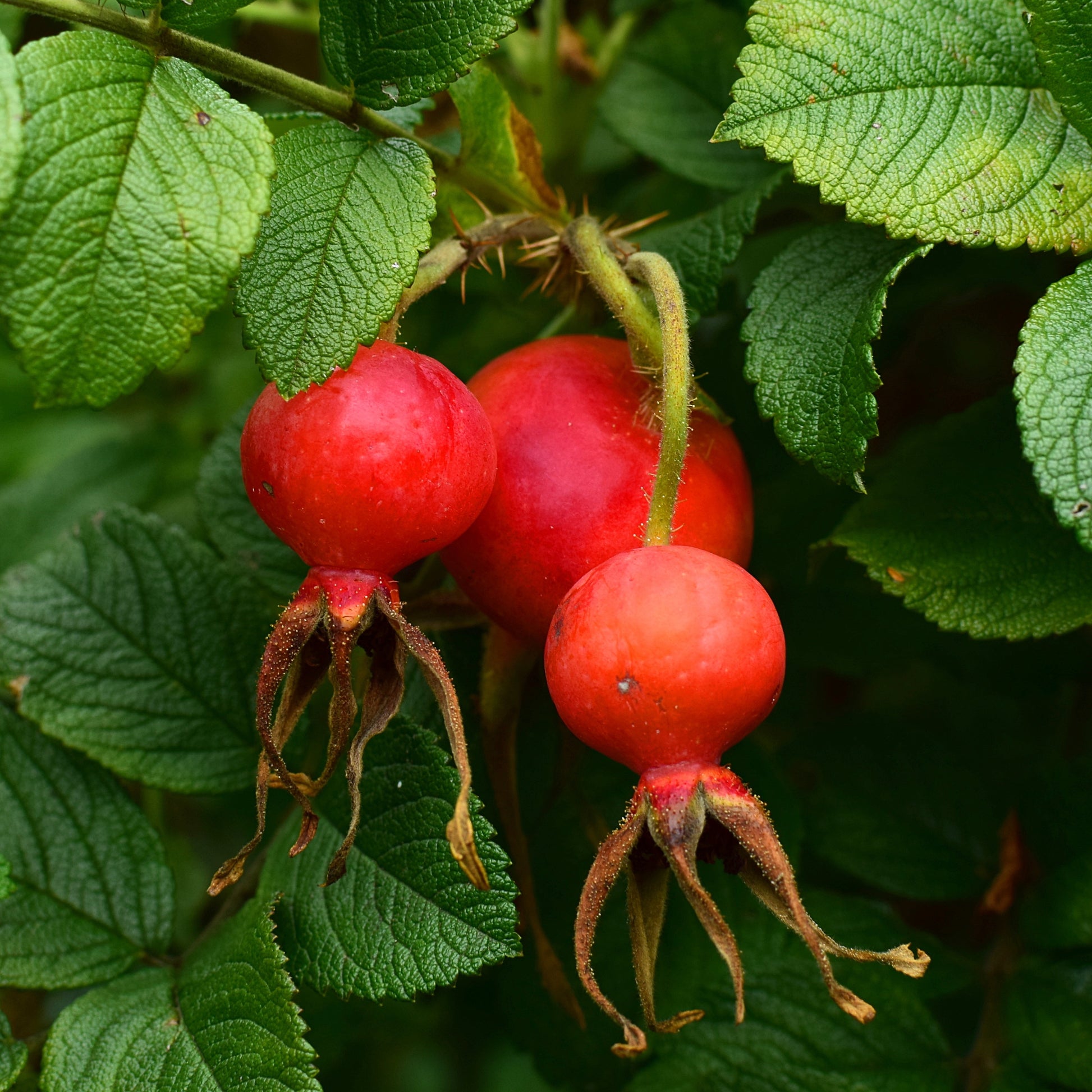 Wilde roos 'Hansa' - Rosa rugosa Hansa - Bakker