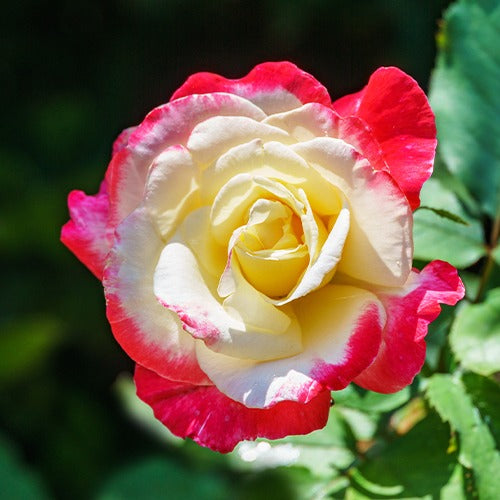 Collectie grootbloemige rozen ( Famosa + Whisky + Double Delight) (x3) - Rosa 'famosa', 'whisky', 'double delight' - Bakker