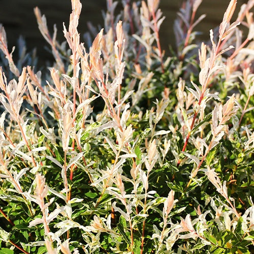Salix integra Hakuro Nishiki - Bonte wilg haag 'Hakuro Nishiki' (x3) - Wilg