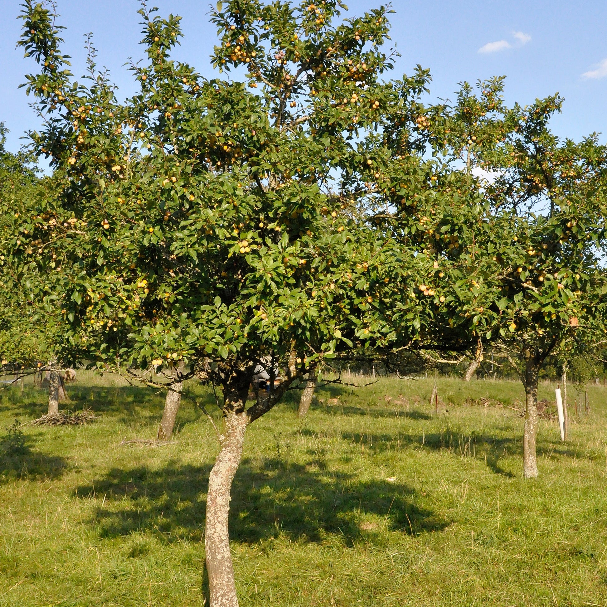 Pruimenboom 'Mirabelle de Nancy' - Prunus domestica mirabelle de nancy