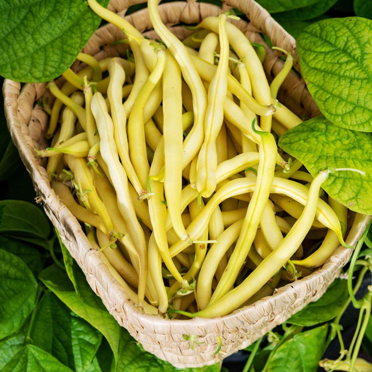 Sperzieboon 'Kinghorn Wax' - Phaseolus vulgaris kinghorn wax - Bakker