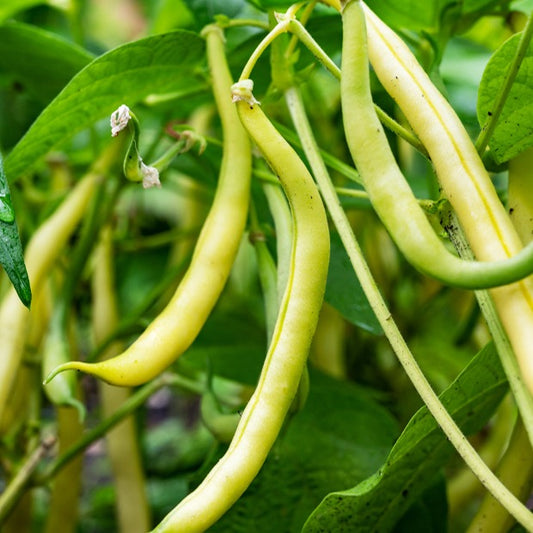 Sperzieboon 'Kinghorn Wax' - Bakker