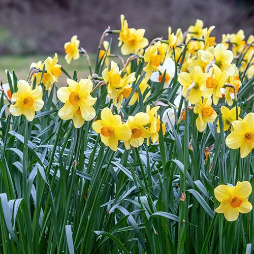 Narcissen 'Fortune' (x10) - Narcissus fortune - Voorjaarsbloeiers