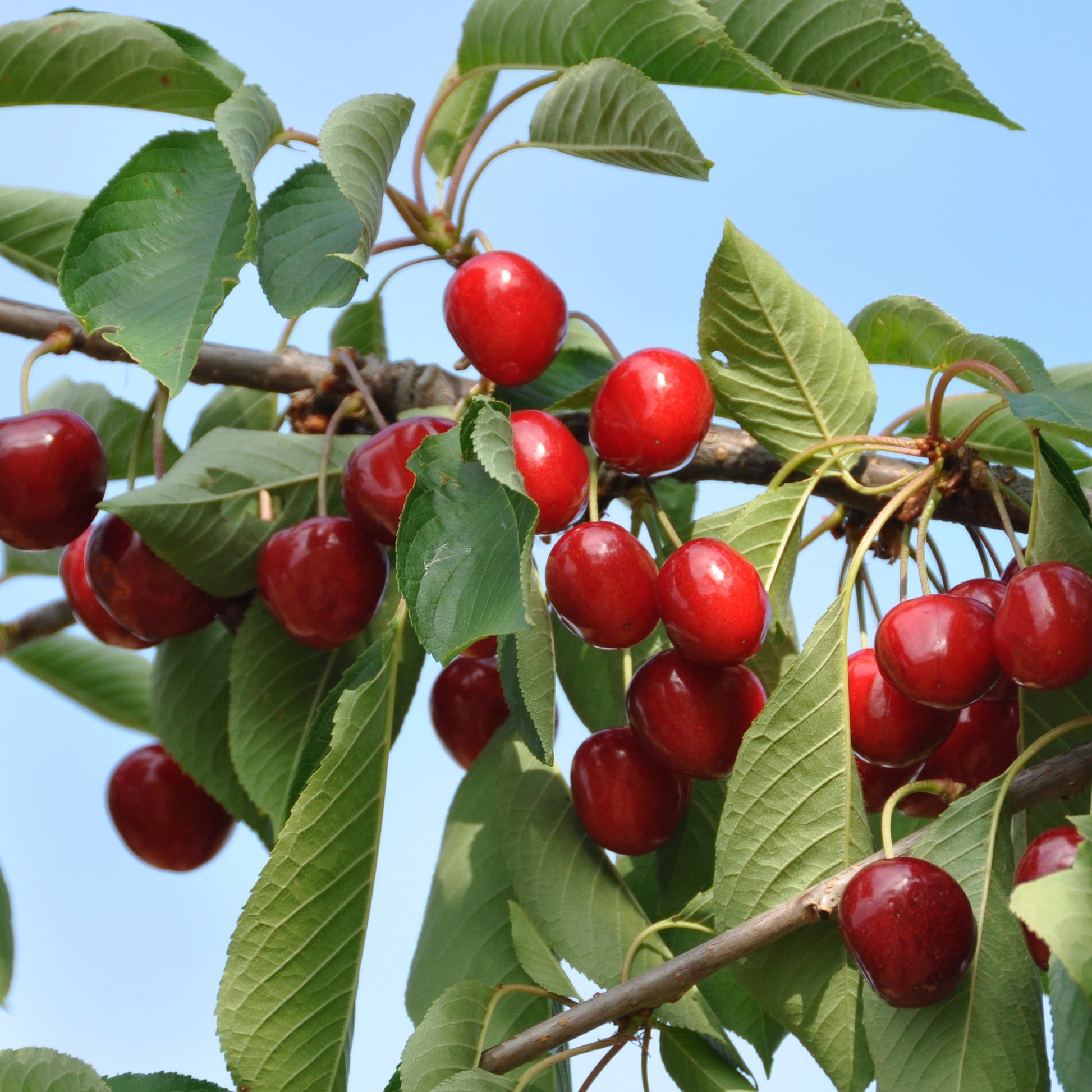 Zoete kers 'Summit' - Prunus avium Summit - Bakker