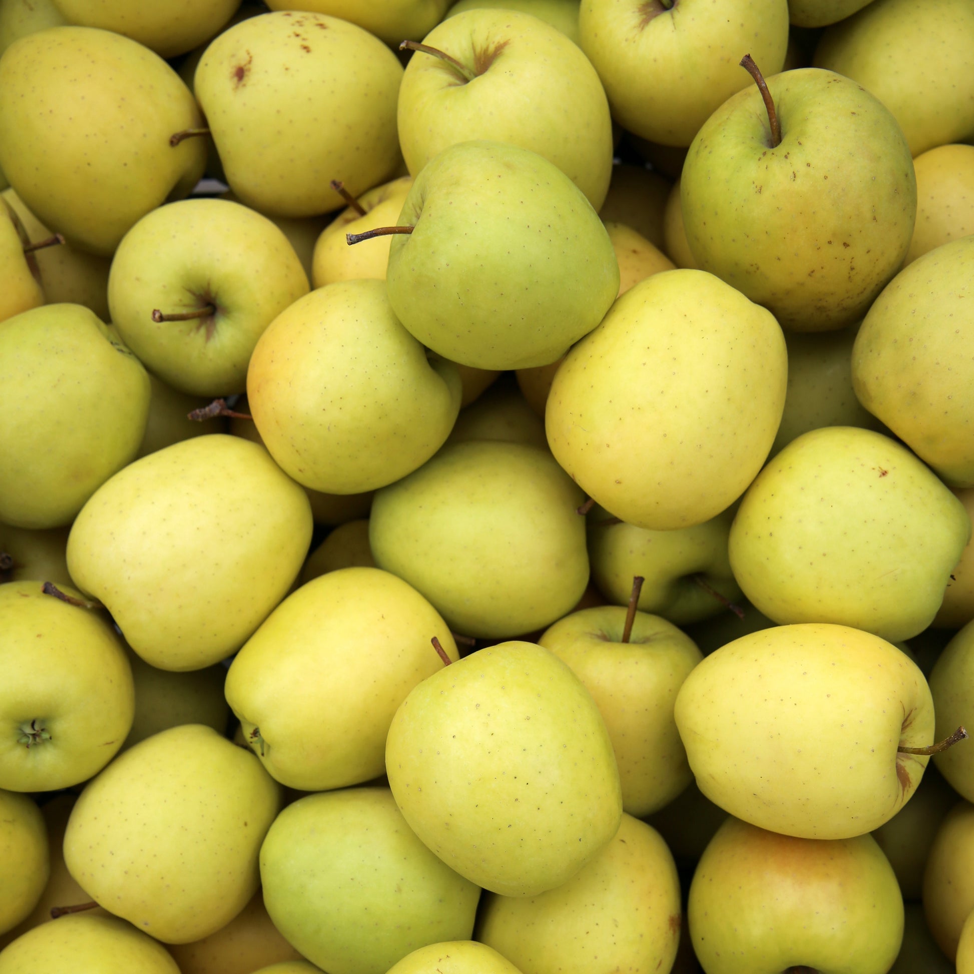 Appelboom 'Golden Delicious' - Malus domestica Golden Delicious - Bakker