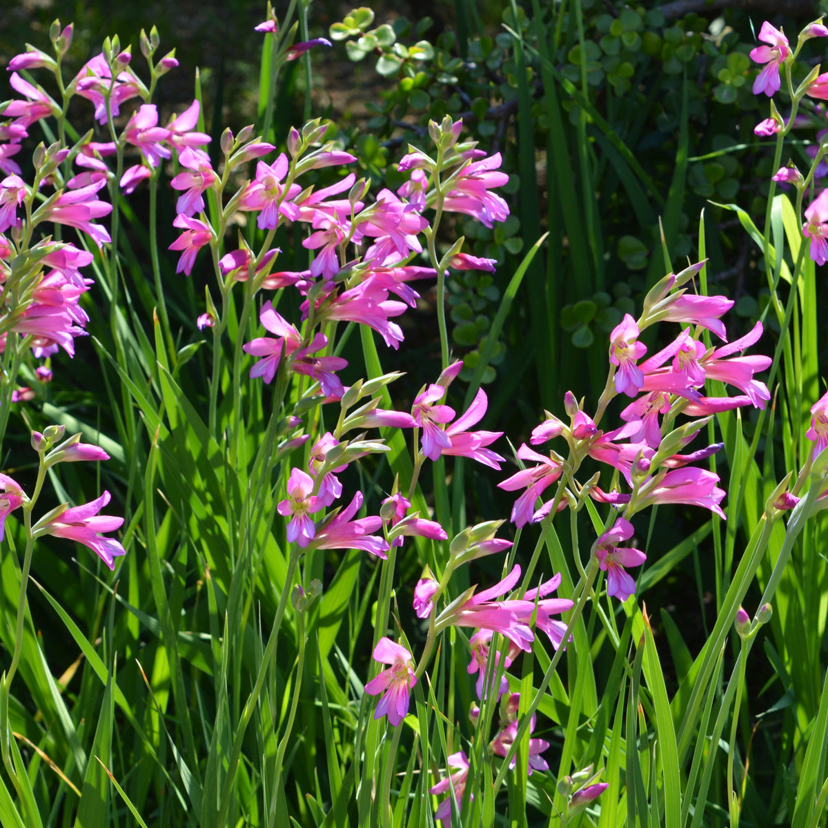 Byzantijnse gladiool (x10) - Gladiolus byzantinus - Bakker