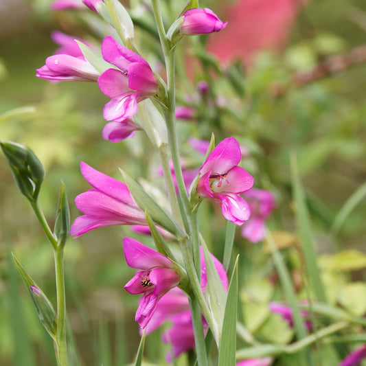 Byzantijnse gladiool (x10) - Gladiolus byzantinus - Zomerbloeiers