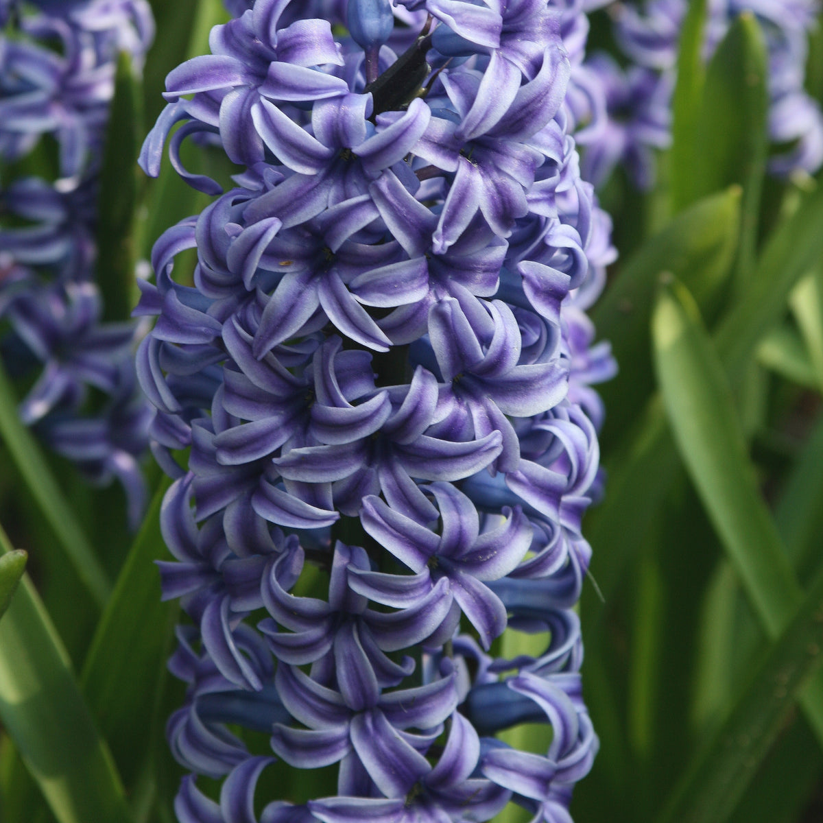 Hyacinthen 'Rembrandt' (x5) - Hyacinthus orientalis Rembrandt ® - Bakker