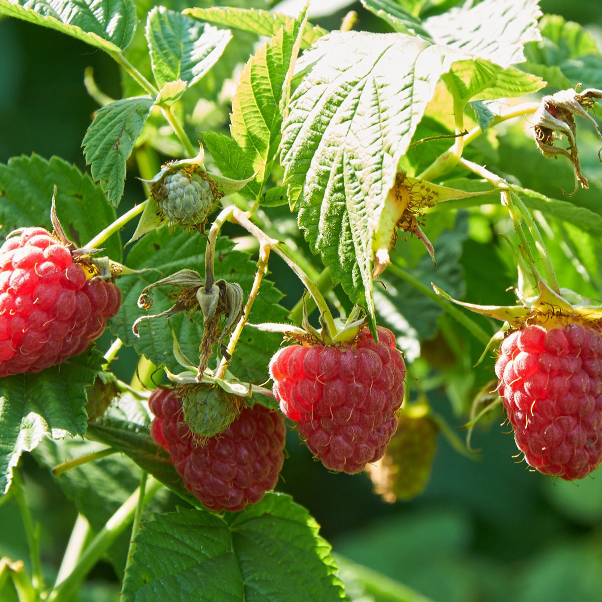 Framboos 'Marastar'® - Bakker
