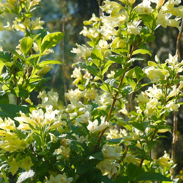 Weigelia - geel - Bakker