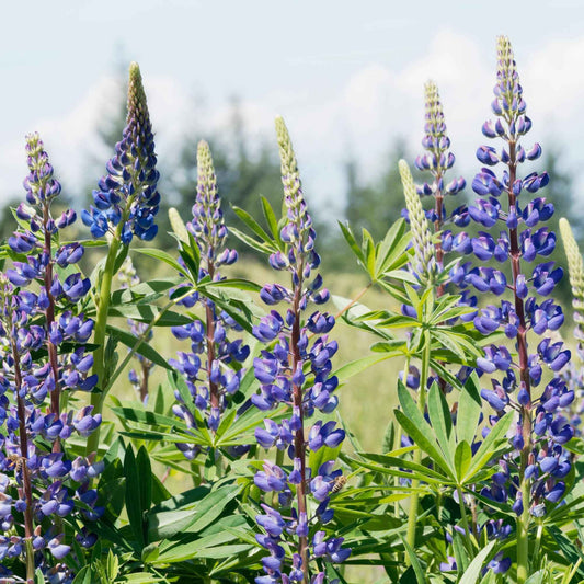 Lupine - blauw (x3) - Bakker