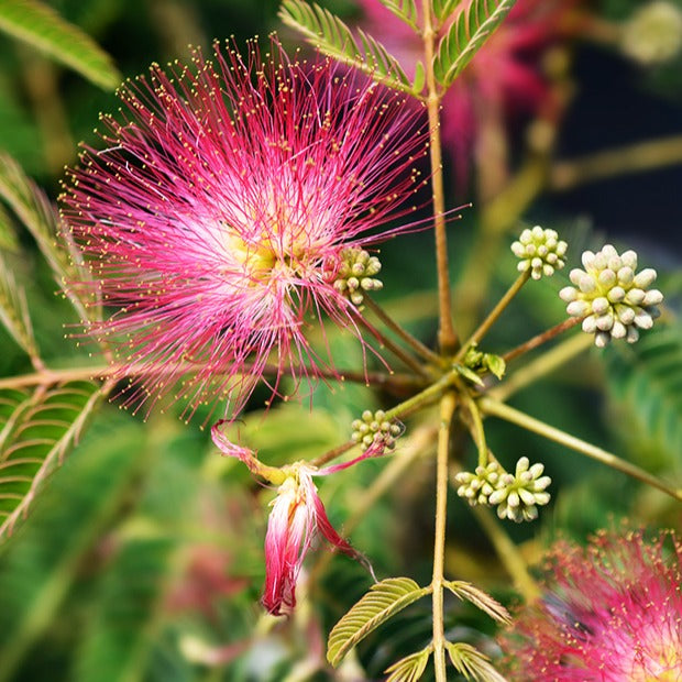 Bloeiende bomen - Perzische slaapboom 'Rosea' - Albizia julibrissin rosea