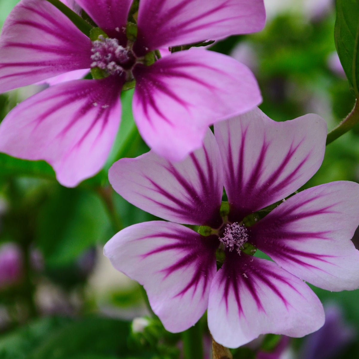 Groot kaasjeskruid 'Zebrina' (x2) - Malva sylvestris Zebrina - Bakker