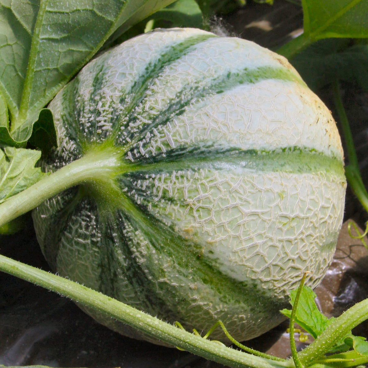 Cantaloupe meloen 'Cezanne F1' - Bakker