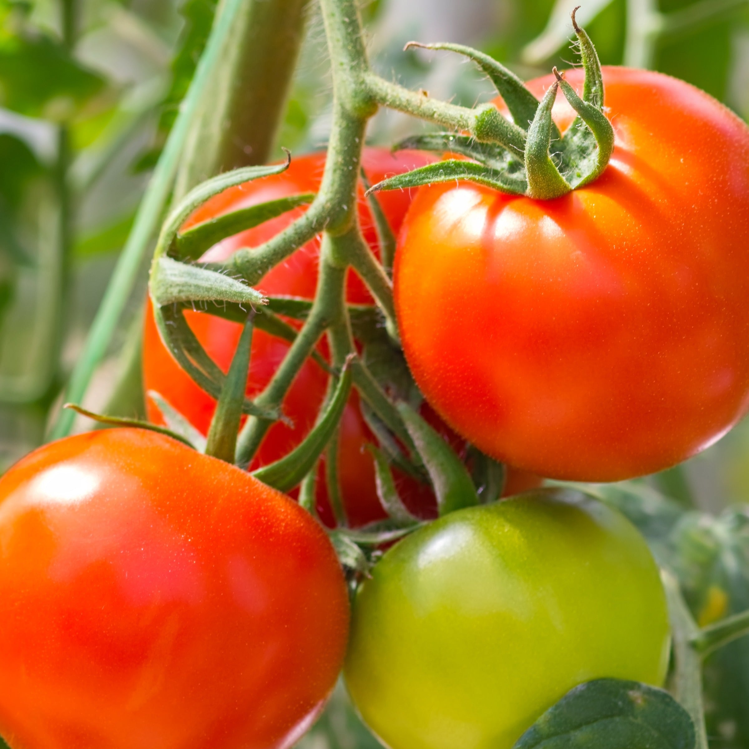 Houdbaarheid van groentezaden: Zo lang kan je ze bewaren! - Moestuin