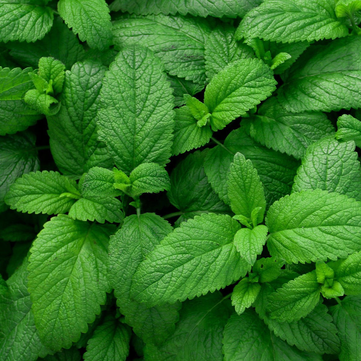 Groene munt - Bakker