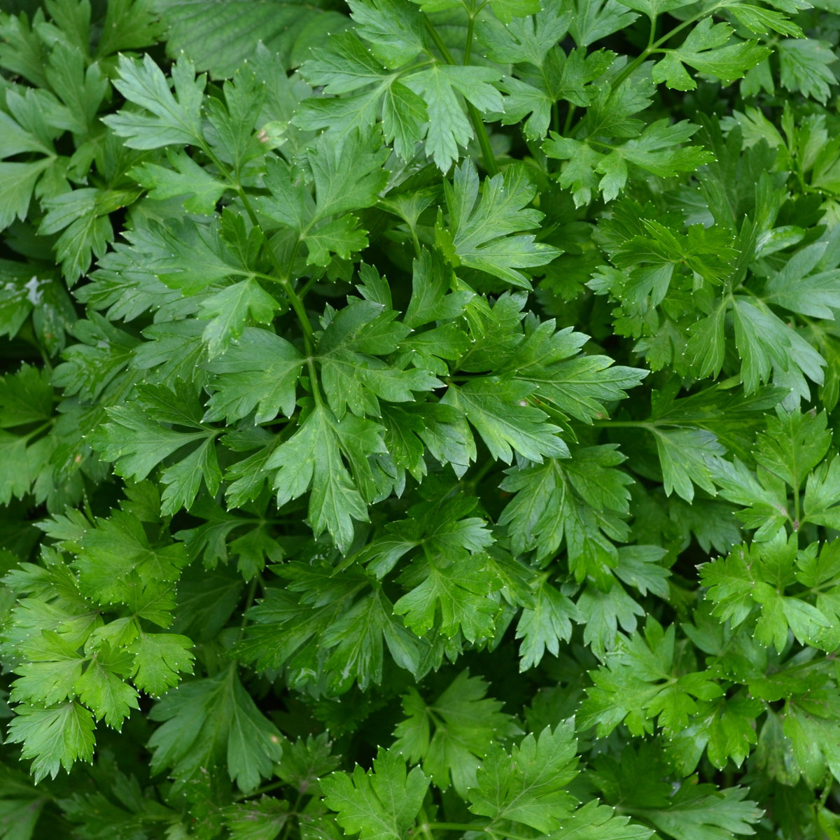 Gewone peterselie - Petroselinum crispum - Bakker