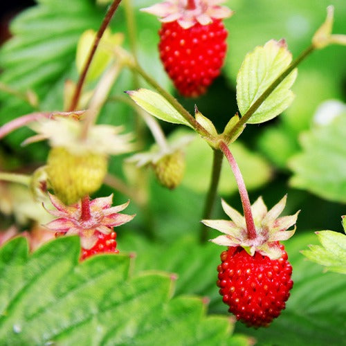 Bosaardbei 'Rügen' - Fragaria vesca ruegen - Zaden