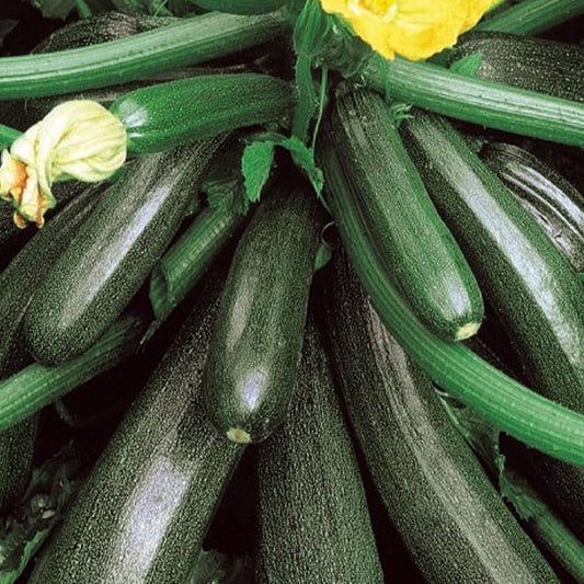 Courgette 'Ambassador F1' - Bakker