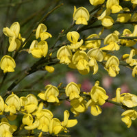Witte, rode en gele bremhaag (x3) - Cytisus praecox allgold, albus, boskoop ruby - Heesters