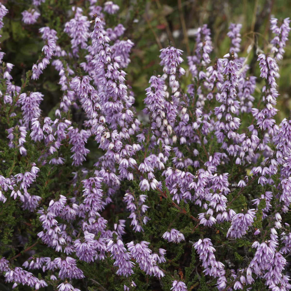 Struikheide 'Allegro' - Bakker