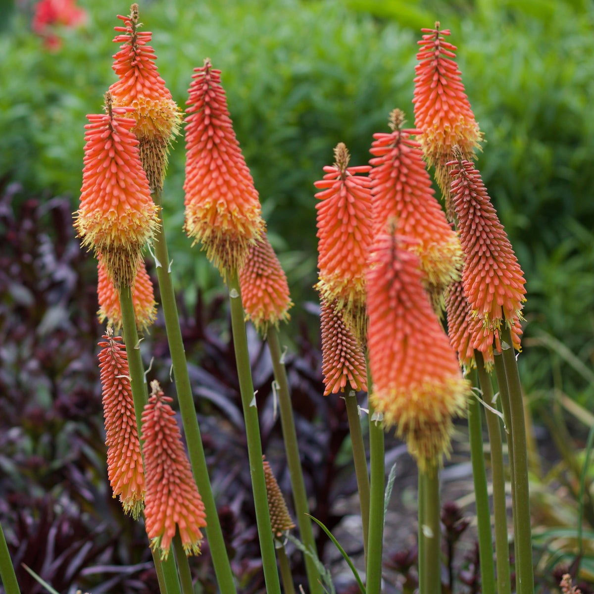 Vuurpijl 'Alcazar' - Kniphofia 'alcazar' - Bakker