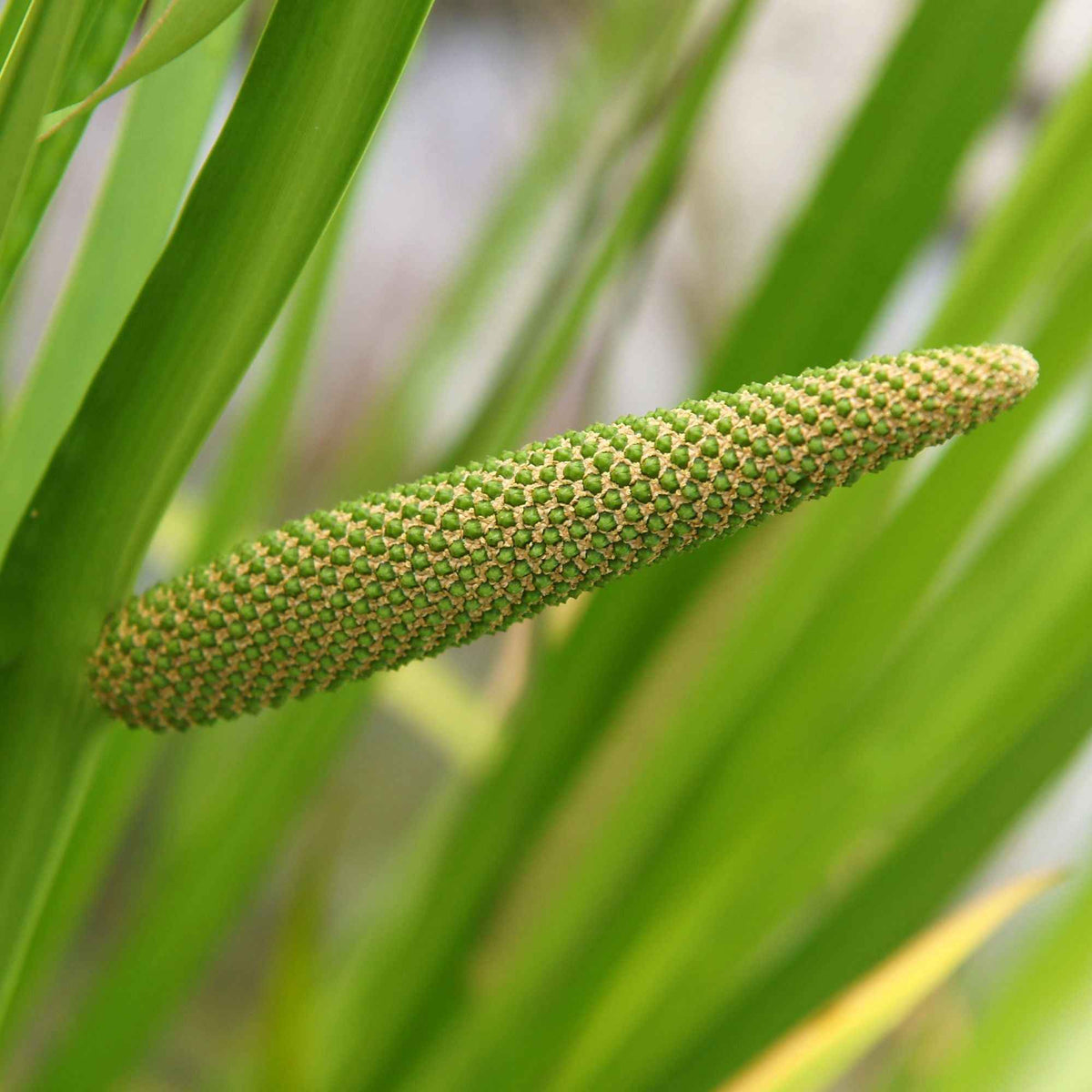 Geurende Acore - Acorus calamus (kalmoes) - Bakker