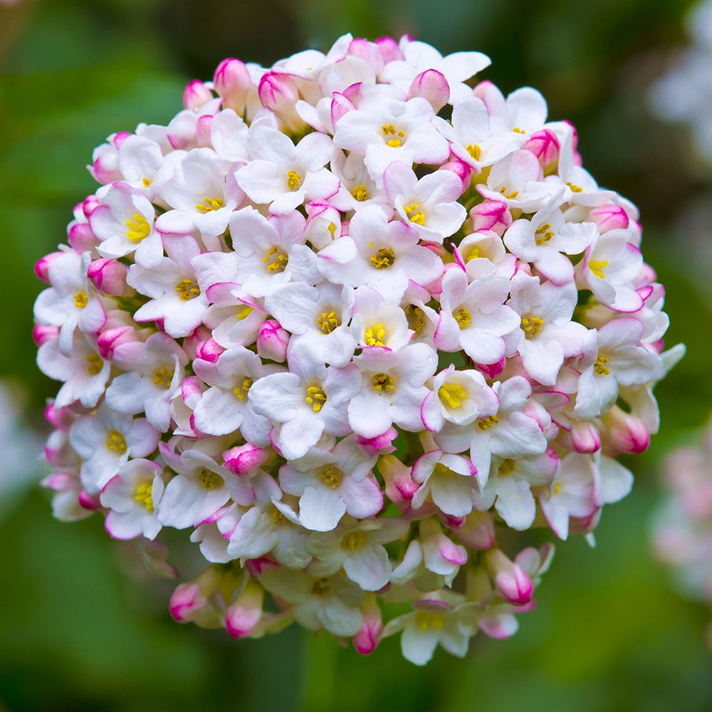 Sneeuwbal Burkwoord - Viburnum burkwoodii - Bakker