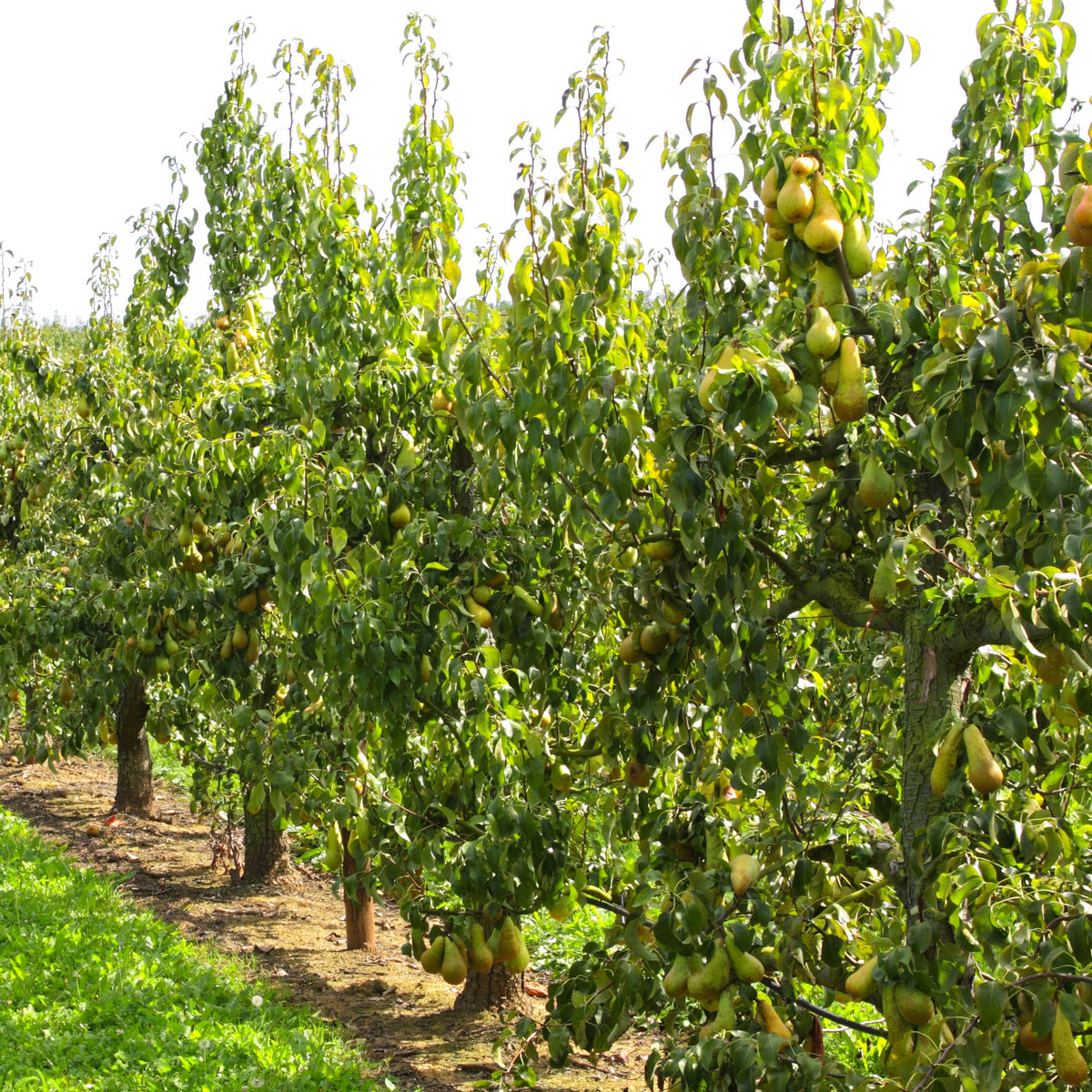 Perenboom 'Abate Fetel' - Bakker