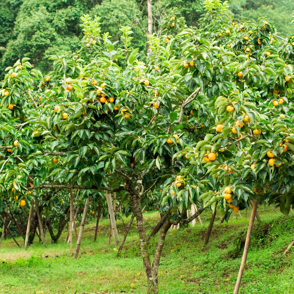 Kakiboom 'Tipo' - Kaki diospyros tipo - Bakker