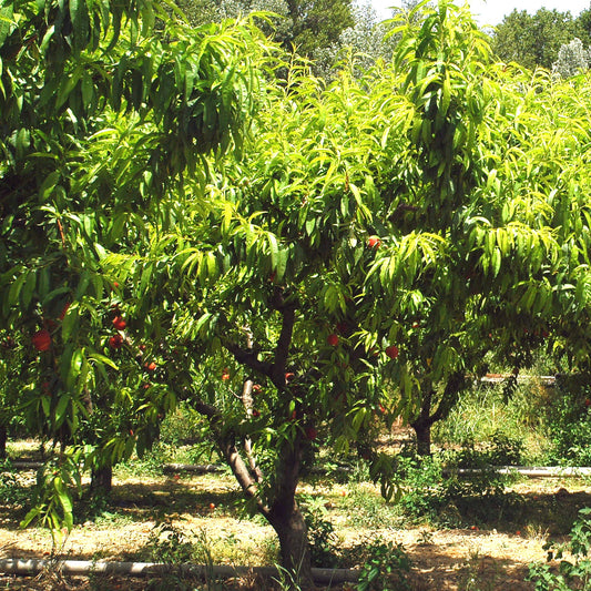 Perzik 'Red Haven' - Prunus persica red haven - Fruitbomen