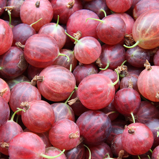 Kruisbes 'Hinnonmäki Röd' - Bakker