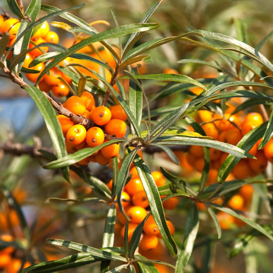 Duindoorn 'Fried Orange' - Hippophae rhamnoides fried orange - Fruit