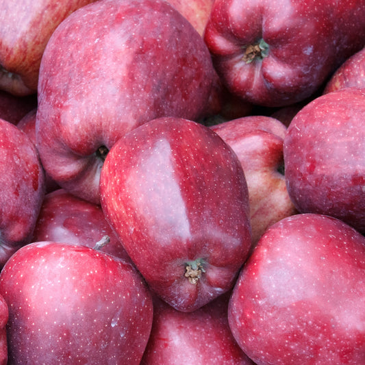 Appelboom 'Starking Delicious' - Malus domestica 'starking delicious' - Fruit