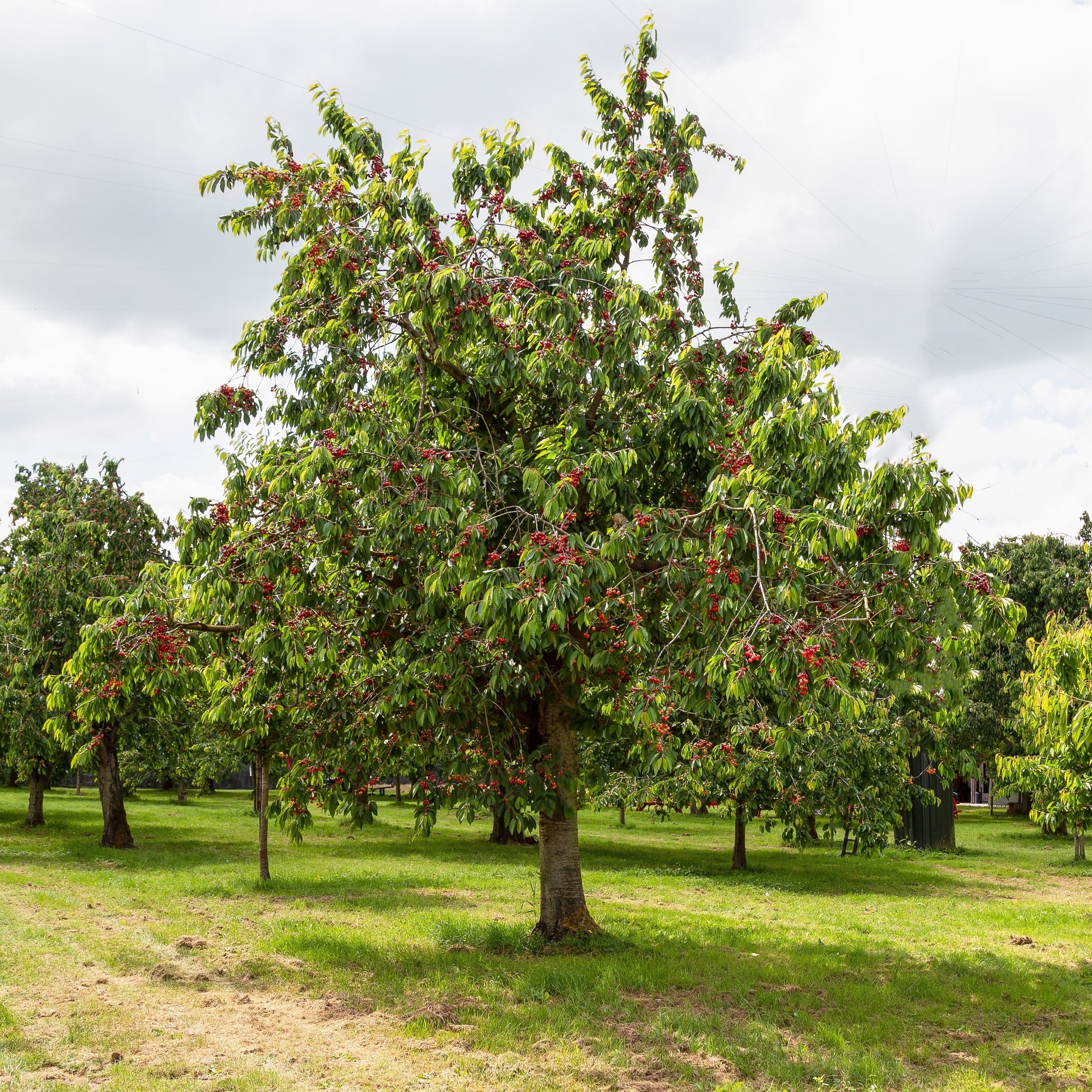 Zoete kers 'Morreau' - Prunus avium 'morreau' - Fruitbomen