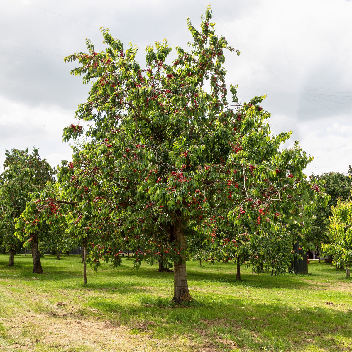 Zoete kers 'Morreau' - Prunus avium 'morreau' - Bakker