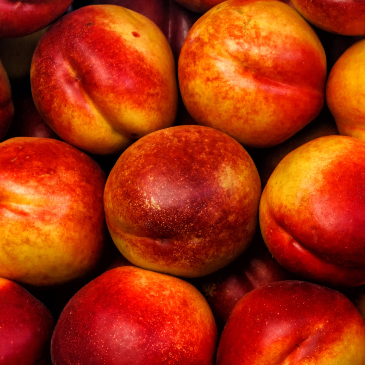 Nectarine 'Flavor' - Bakker