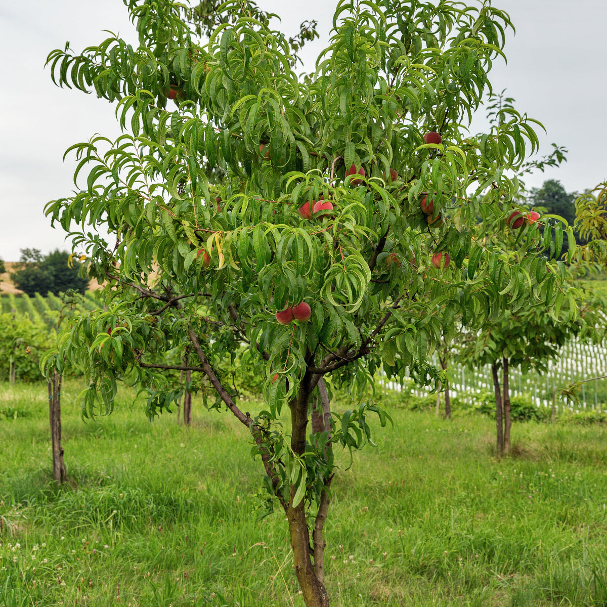 Nectarine 'Big Top' - Prunus persica 'big top' - Bakker